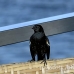 blackbird_shouldered_tawny_jar_h_0445_cub1170.jpg